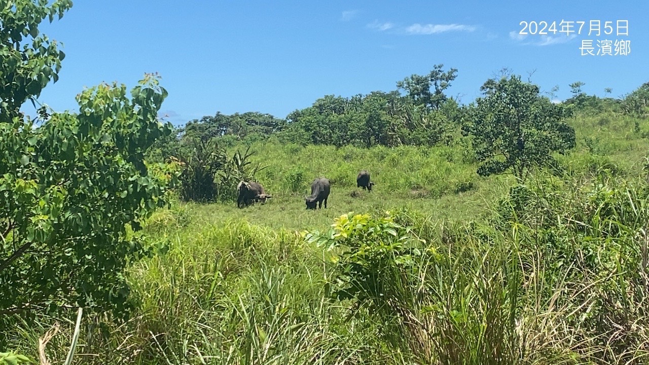  牛群移居台東後有廣大的草原可以安心吃草