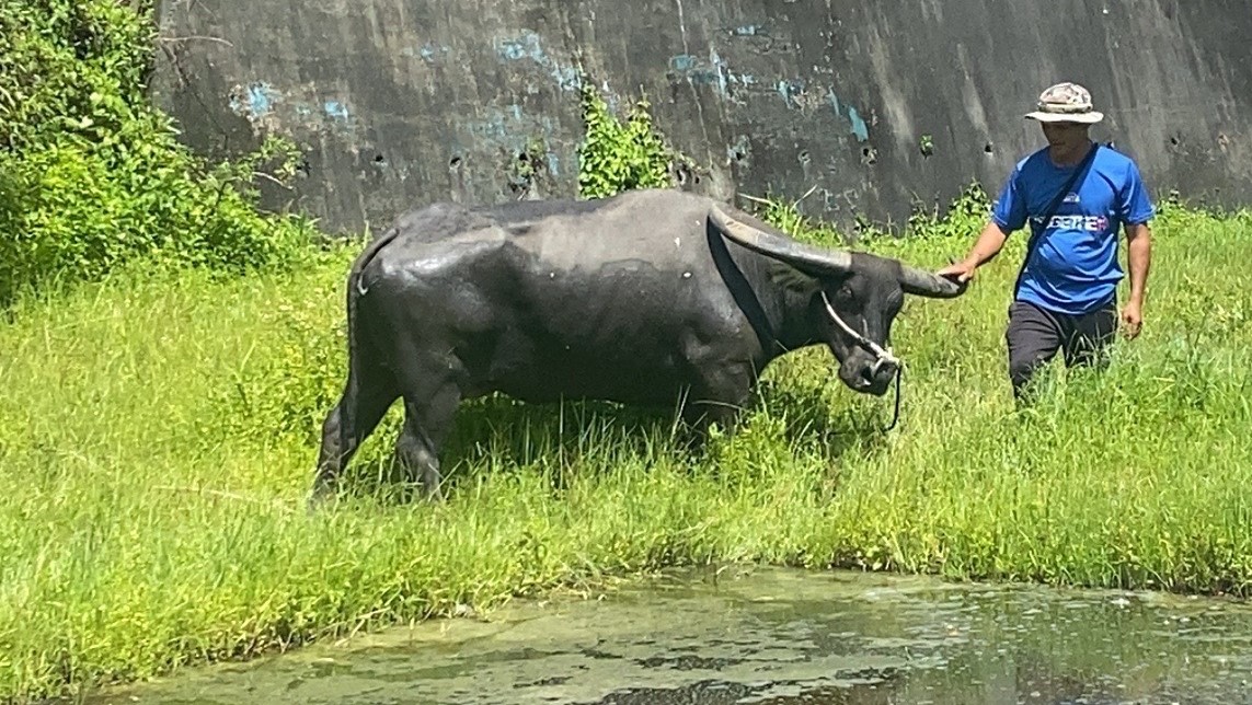  在理事長石清榮的照料下，牛隻外型看起來還比剛移置前更豐腴健壯