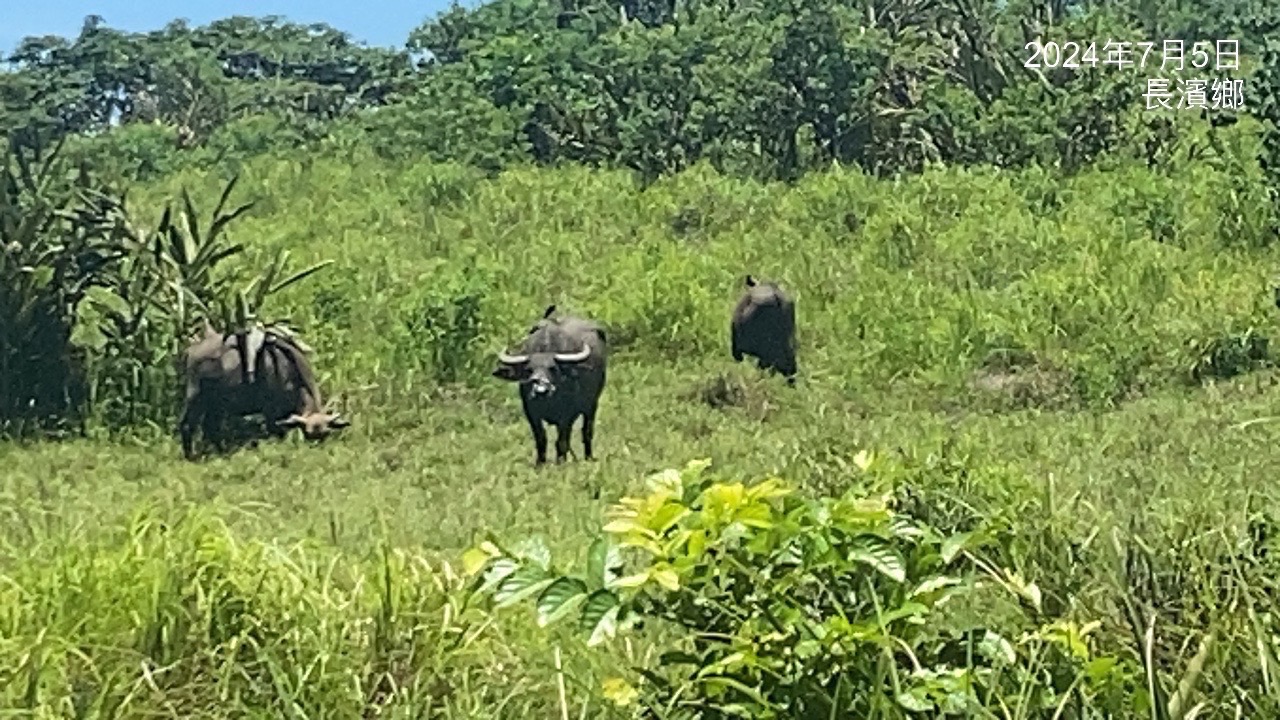  南溪社區發展協會「自然放養」的理念，牛群可以協助荒廢農地吃草