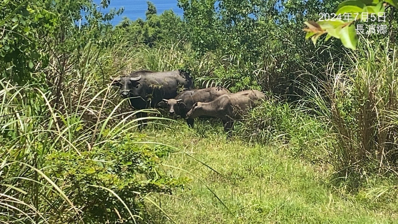  高灘處派員至台東現場觀察到牛群適應良好，相信移置到台東是最佳選擇，達到尊重生命