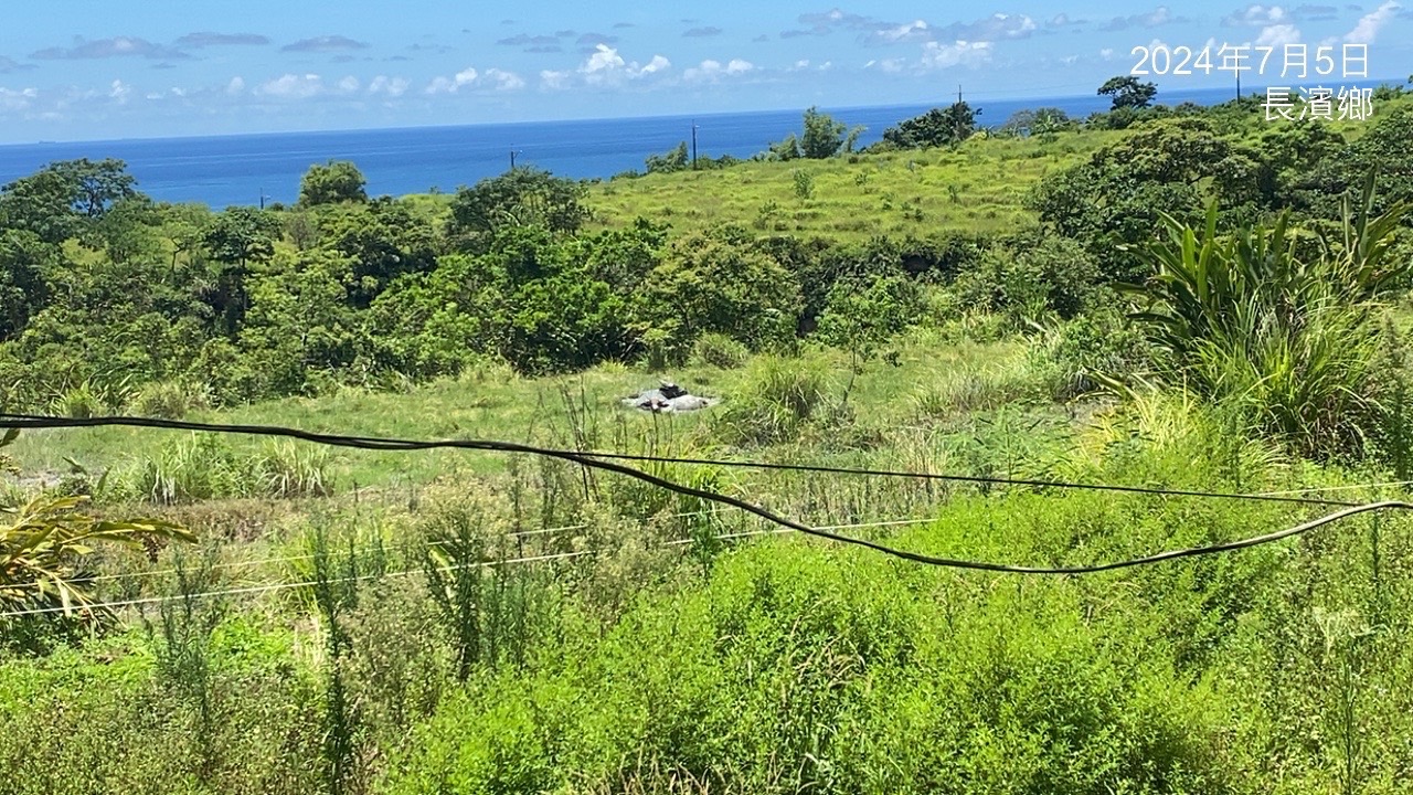 移置後的牛群，在台東有山、有水、開闊的草原、還可以看海等舒適的環境