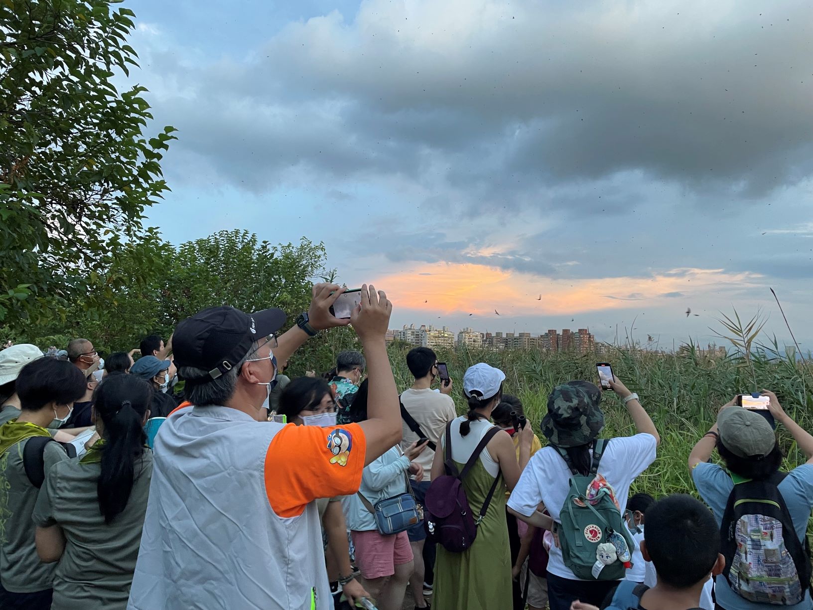 往年五股濕地夏日賞燕季，皆吸引許多民眾參與