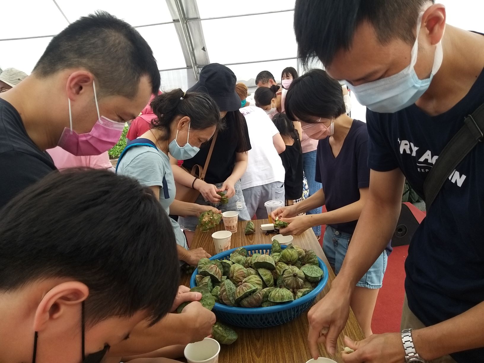  7月13日也會舉辦「金山之美 留蓮忘返」的活動，民眾可以來參加剝蓮子比賽