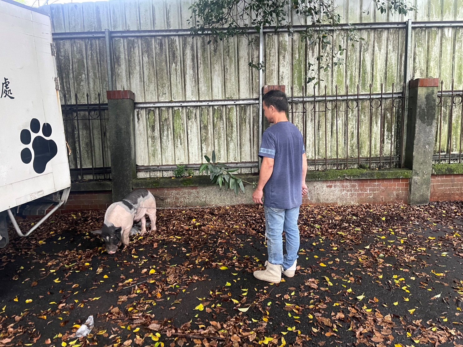 經過一週尋找，汐止走失麝香豬飼主前來領回，動保處約談飼主依動保法開罰。