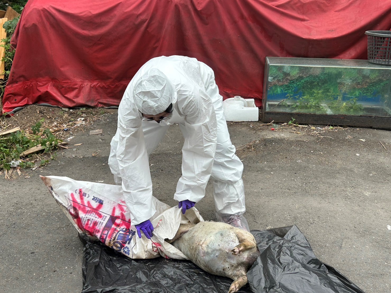 動保處獸醫師對棄置豬屍體進行防疫解剖。