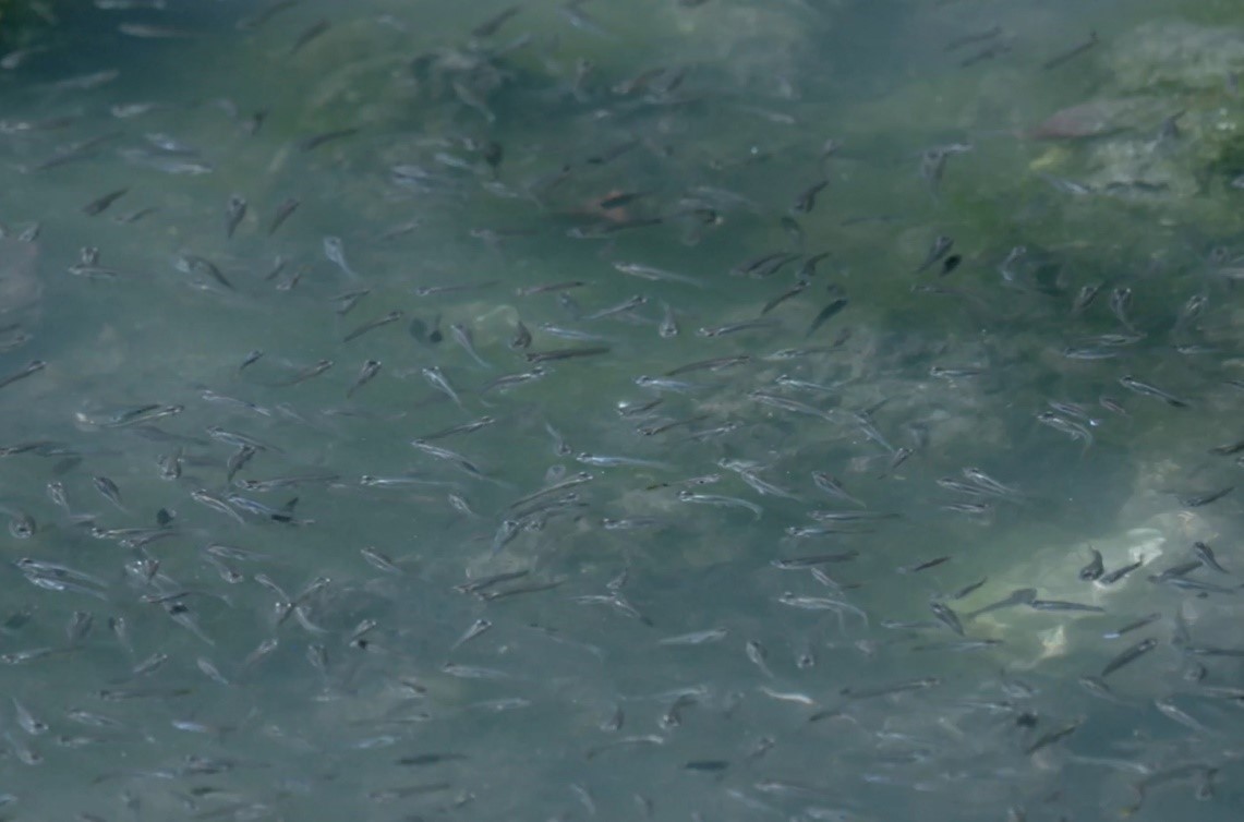 悠遊於瓦磘溝的孔雀花鳉魚群