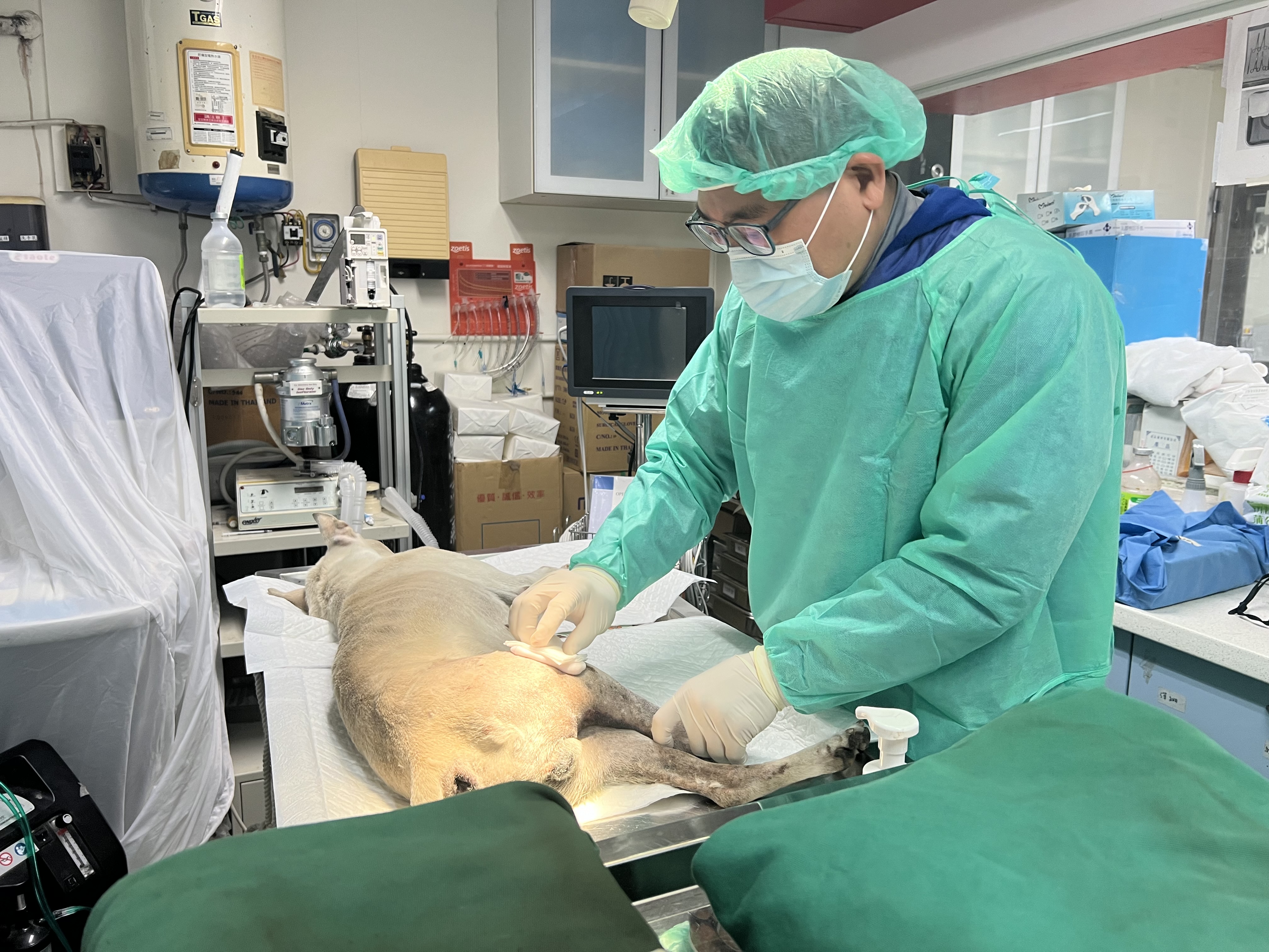 取得飼養寵物認證數位卡可享有家犬貓絕育補助(公600隻，母1200隻)