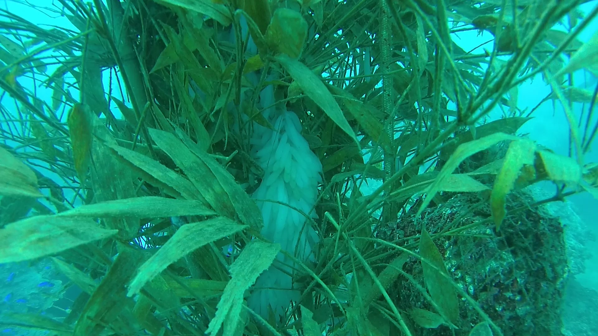 軟絲產卵
