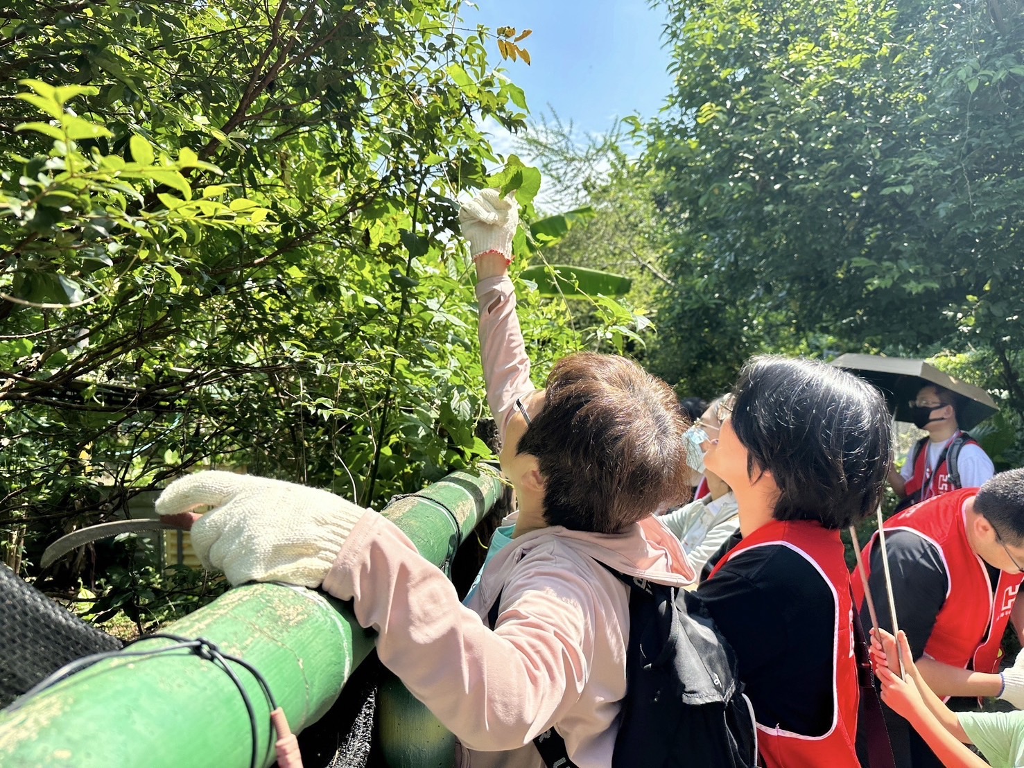 鴻海志工身長手臂拔除小花蔓澤蘭外來種植物