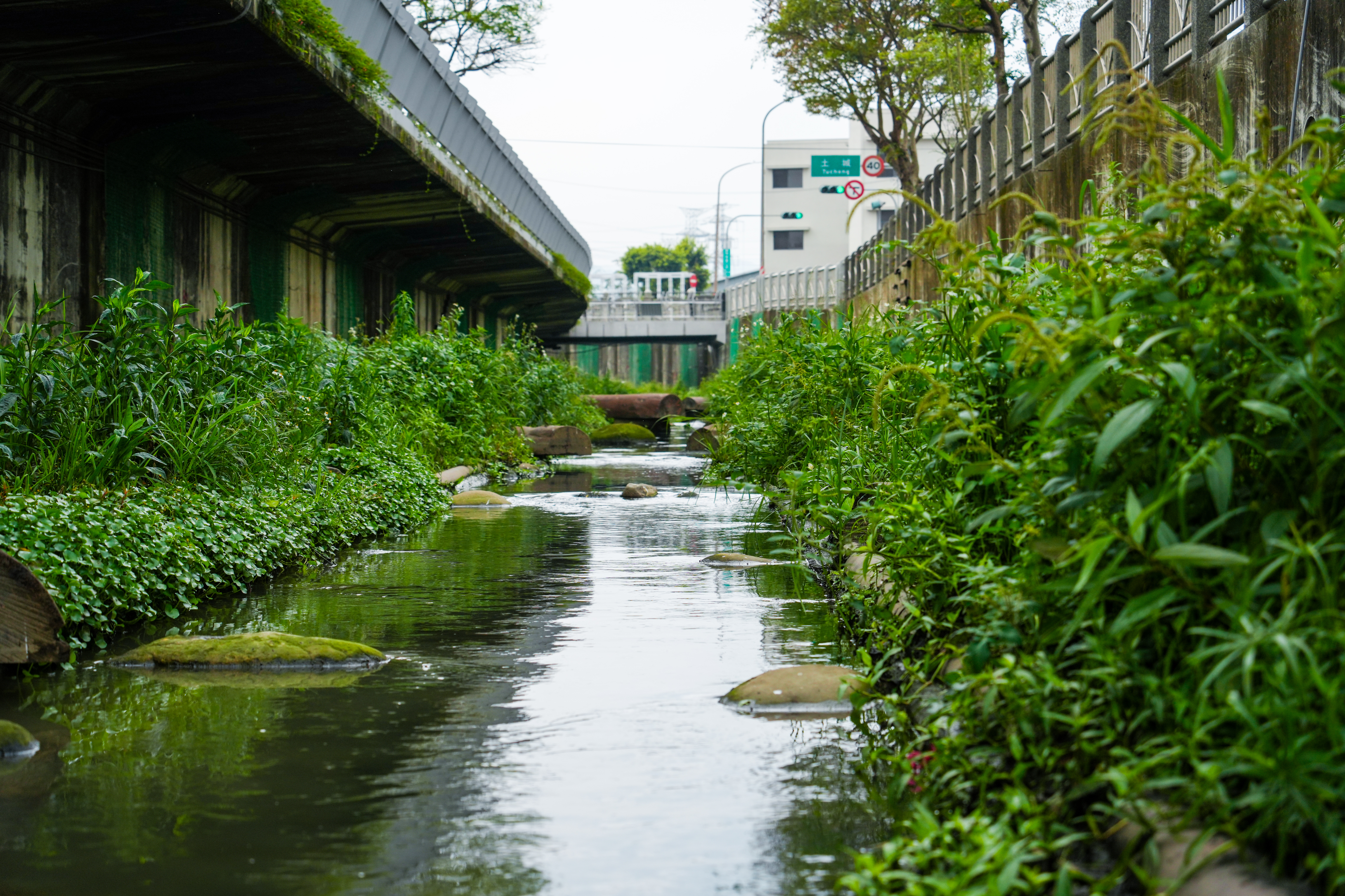 藤寮坑二期河道提供動植物友善棲息空間