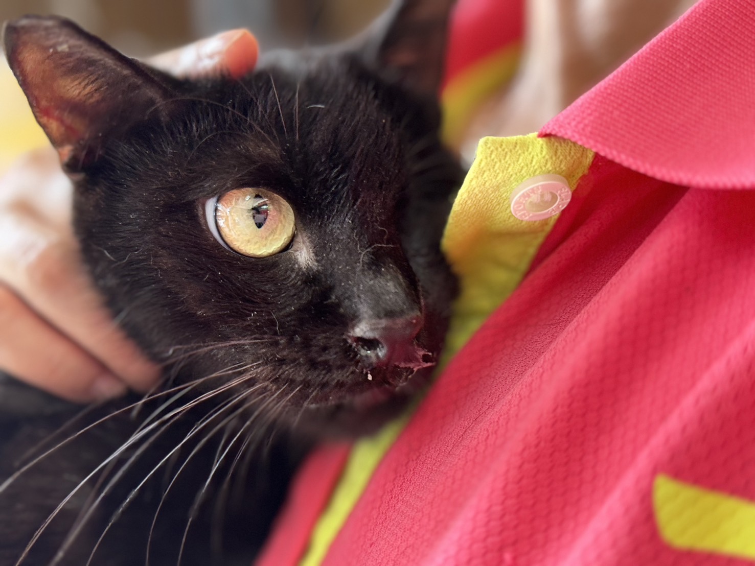 三民里謝素玲里長飼養的獨眼貓