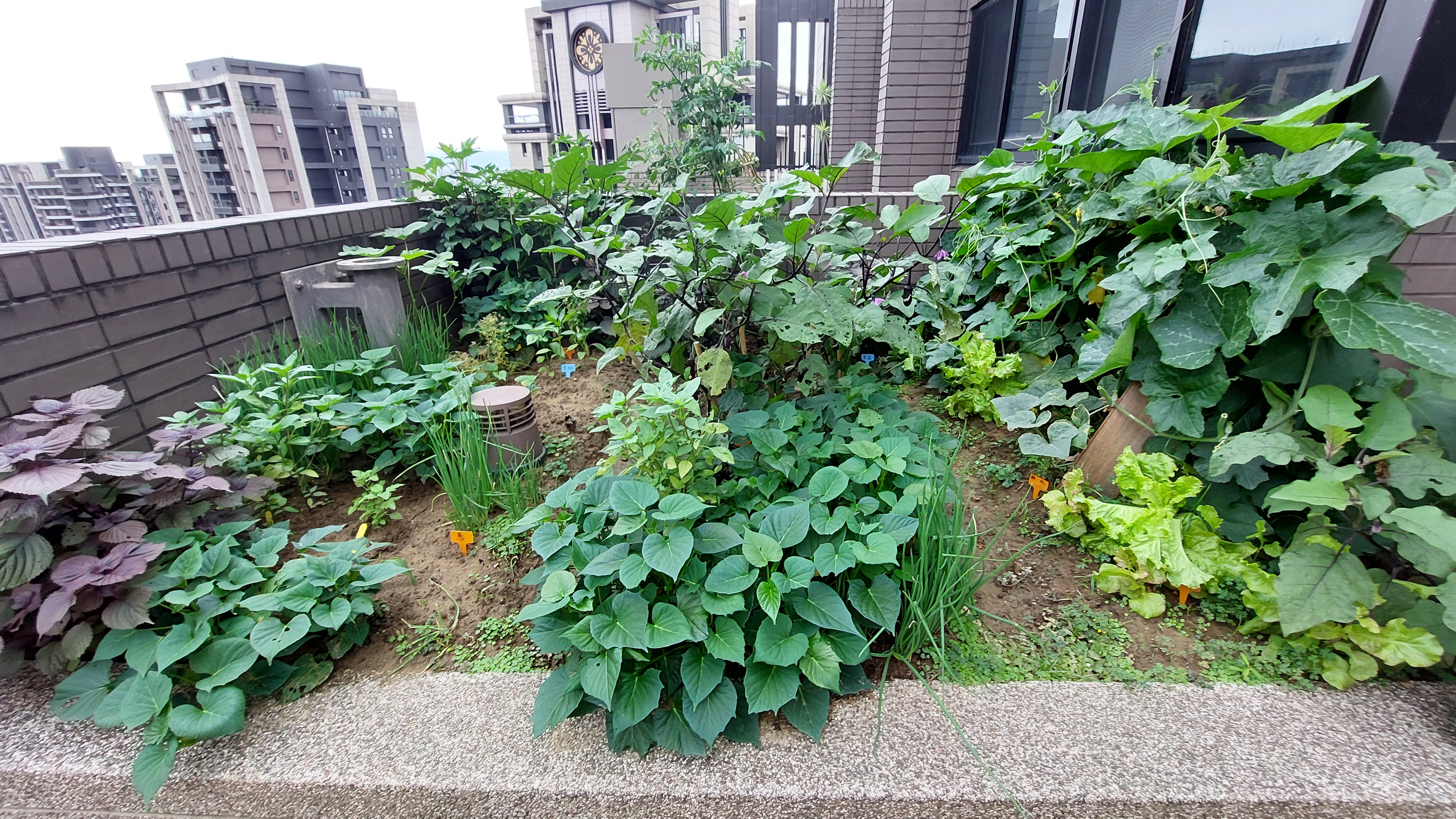 遠雄左岸玫瑰園社區善用社區綠建築各項指標設施，降溫並活絡住戶情感