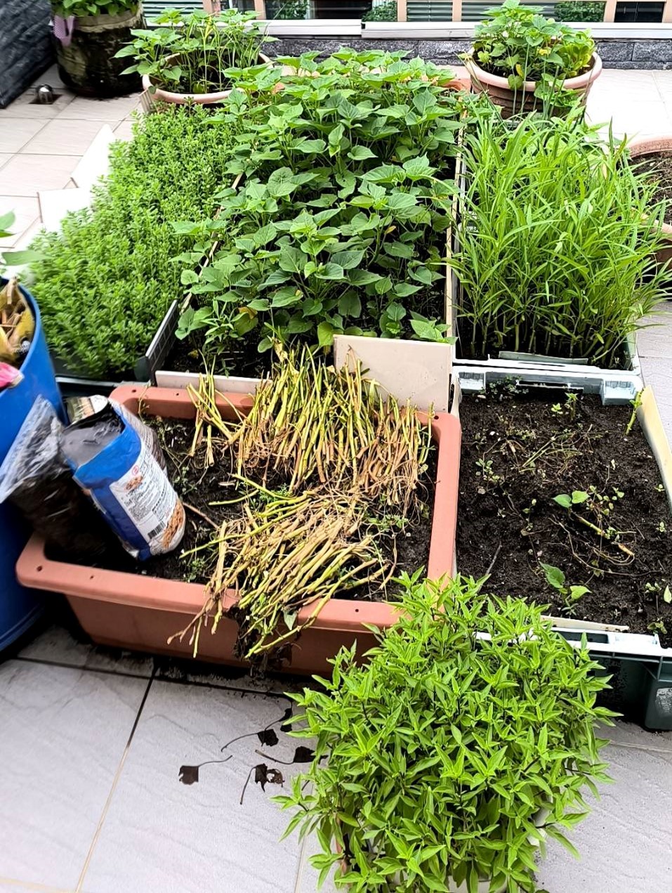 利用居家陽台、花圃空間打造好吃又療癒的可食花園，打造自己的鮮蔬的食材庫