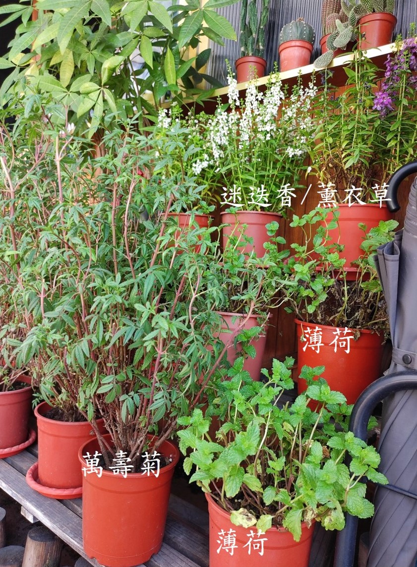 芳香萬壽菊、薄荷、薰衣草、迷迭香，都是好用的香草植栽