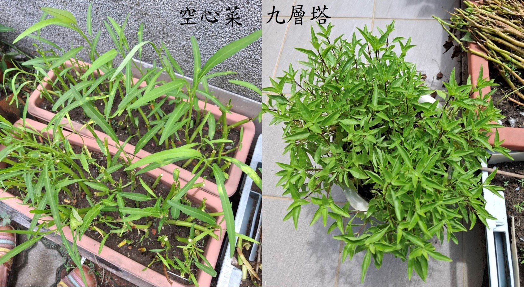 空心菜、九層塔、萵苣，都是可以種植於陽台的菜葉植物