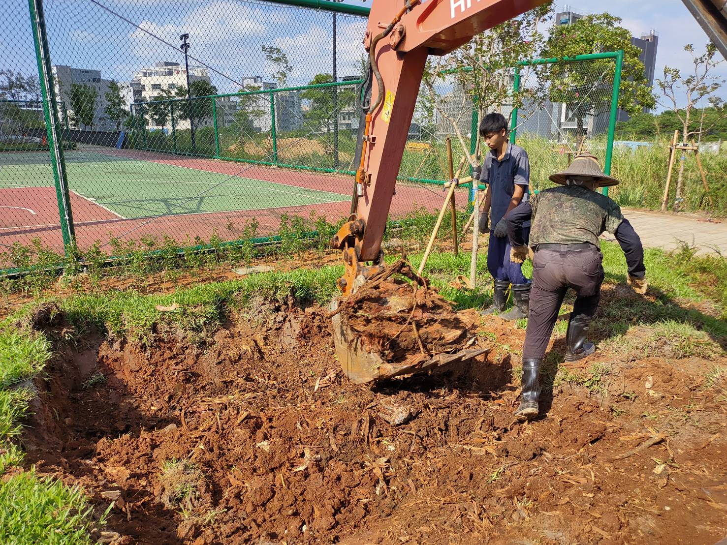 感染褐根病之樹木移除後應確實清除土壤內殘留根系，避免病原菌擴散