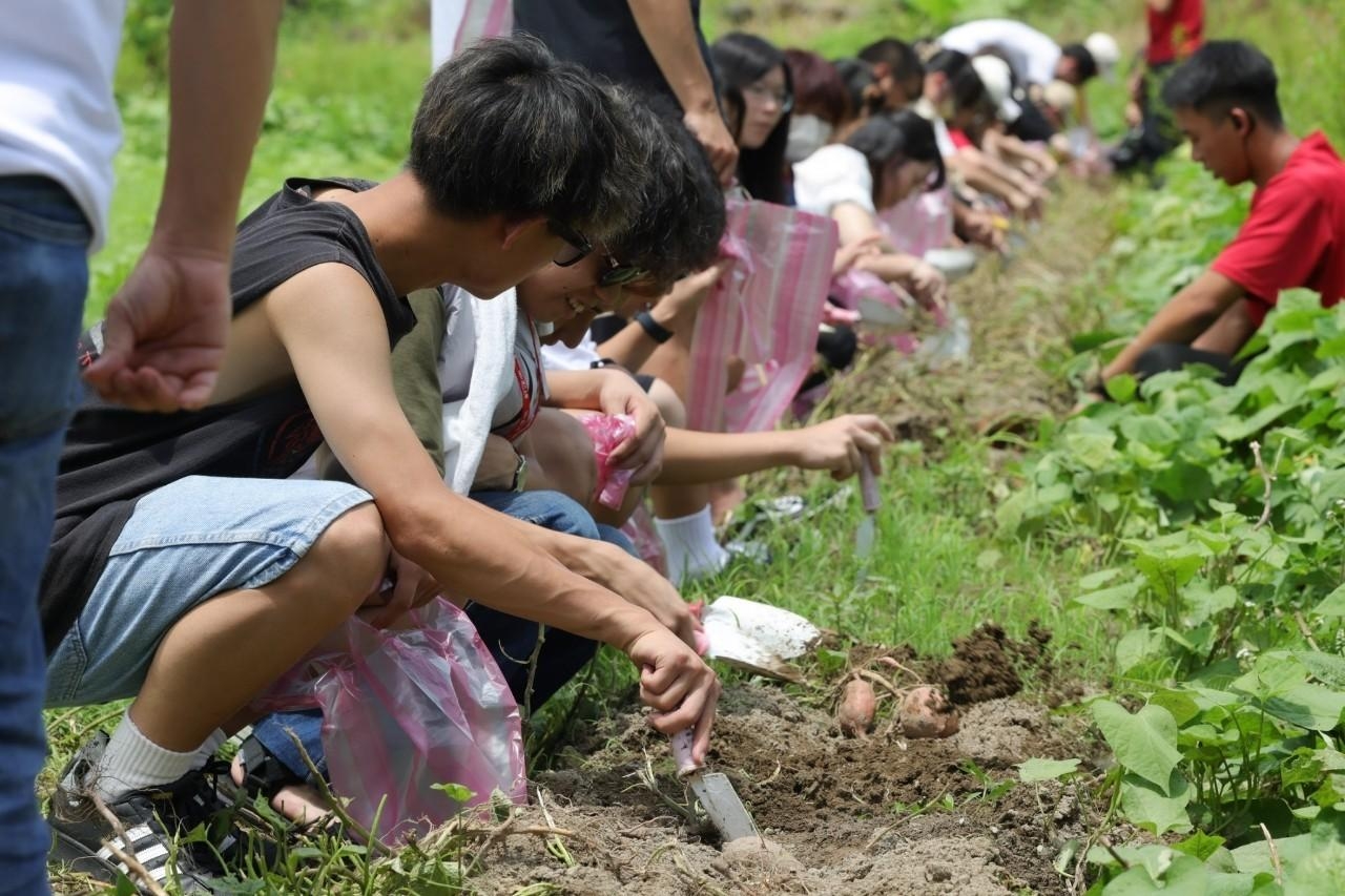  金山漫遊以永續為核心開發各項農業創生遊程，如甘藷栽培採收