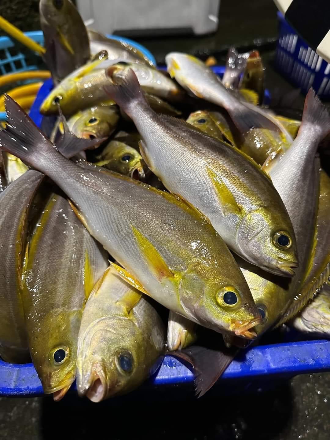 新鮮釣獲的黃雞魚
