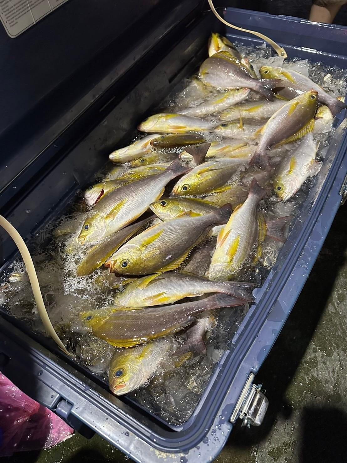 新鮮釣獲的黃雞魚 (2)