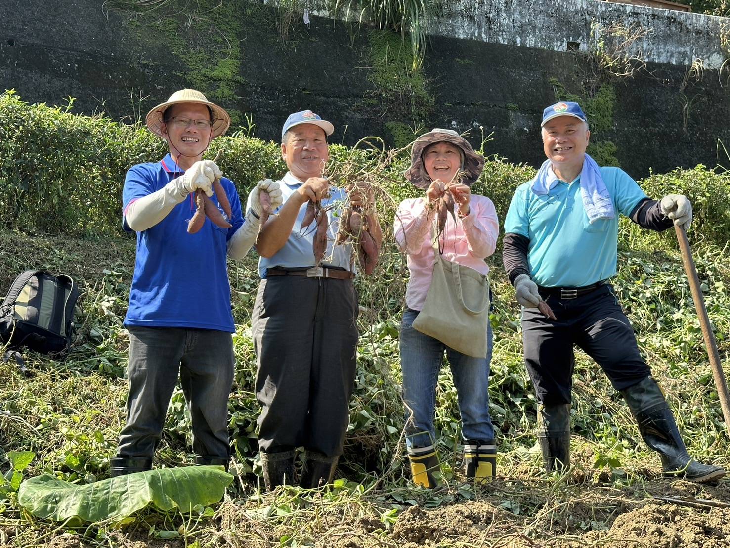 深坑農會與新北市農業局挖甘藷