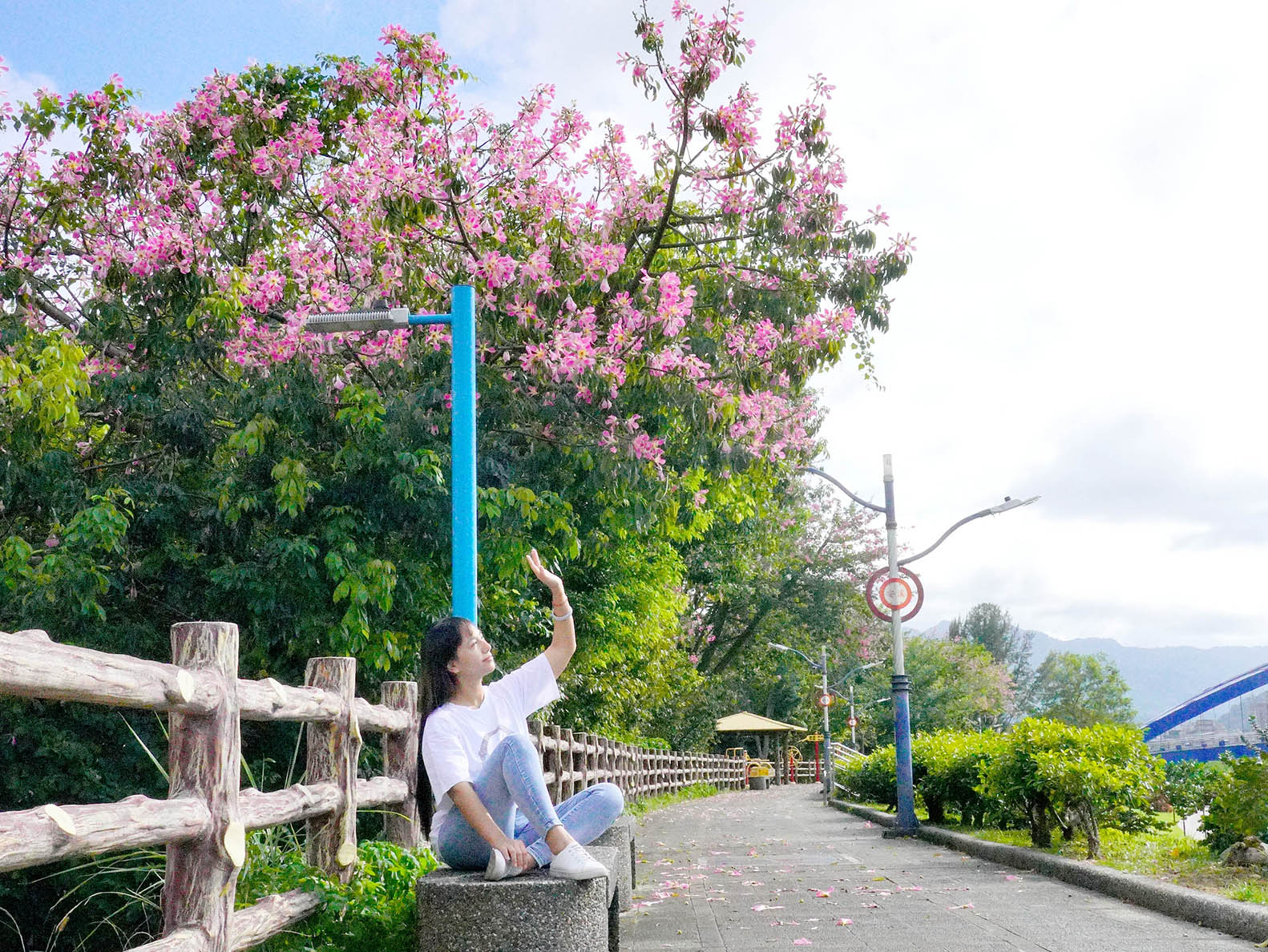 三峽美人樹正開花，大家快來樹下當美人吧