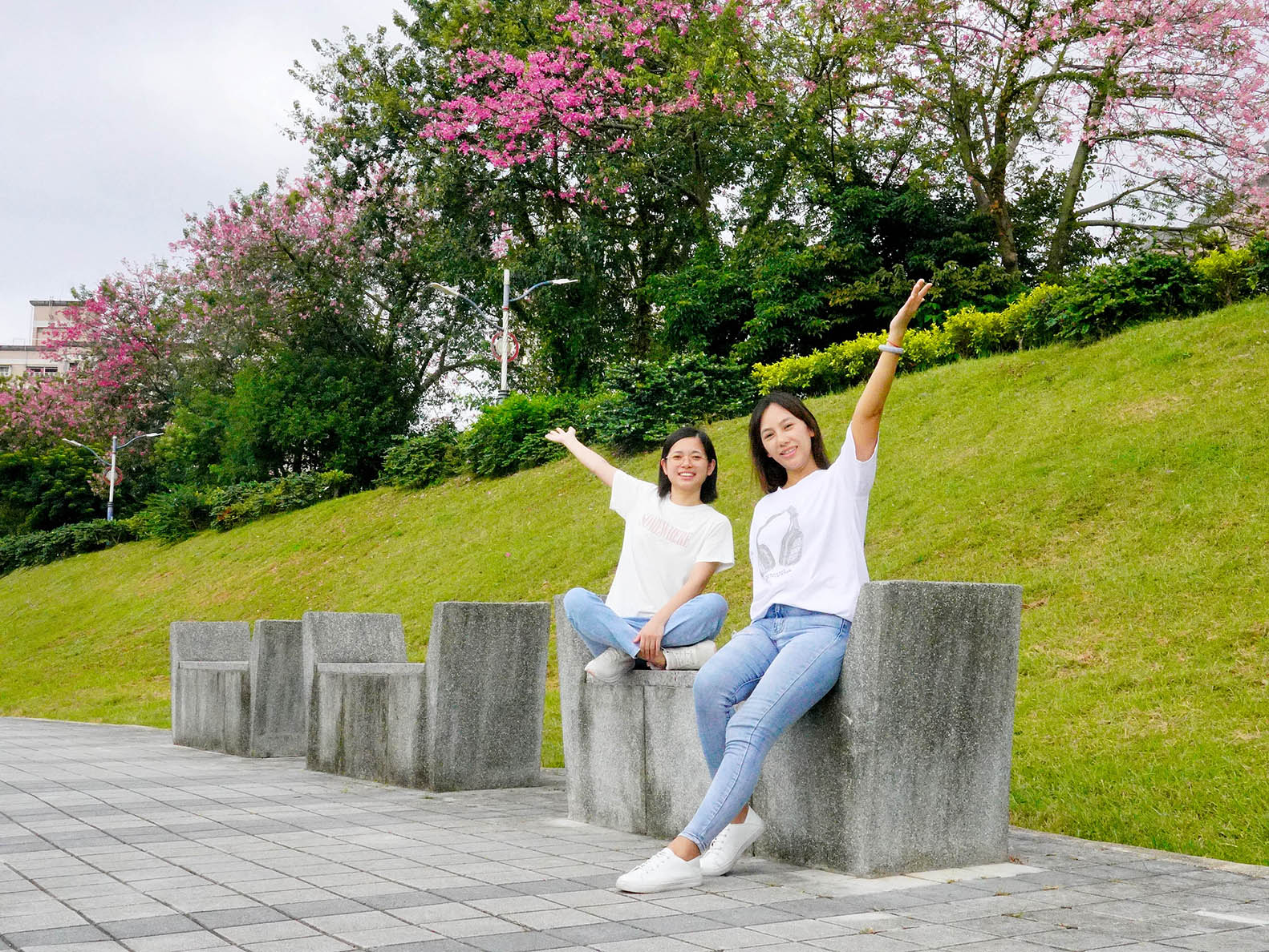 在綠葉紅花相綴下，美人樹宛如矗立在大地的美人佳麗