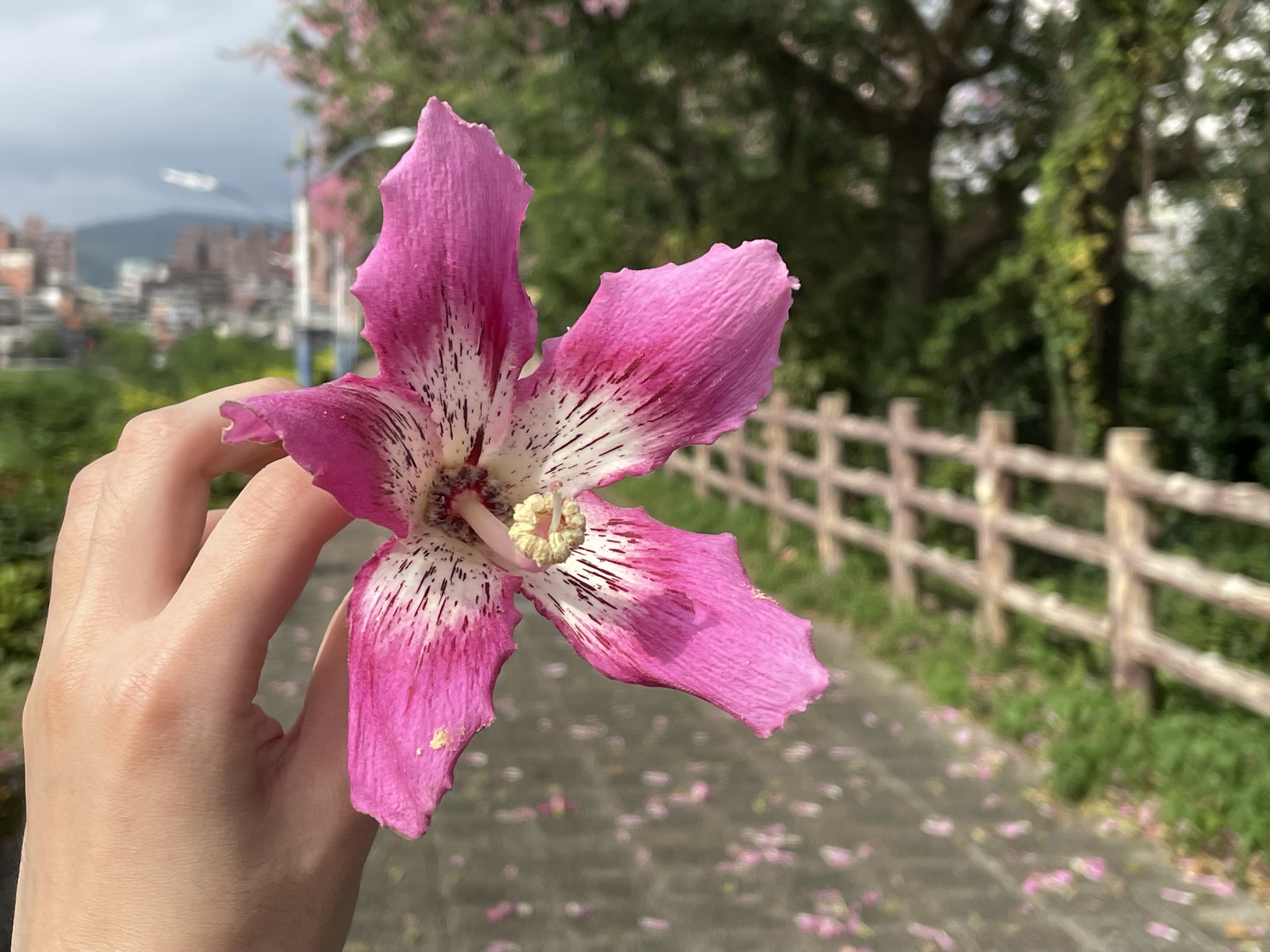 花瓣呈現淡粉紅至洋紅色，裂片五瓣，近花蕊處呈現淡淡牛奶白的色澤