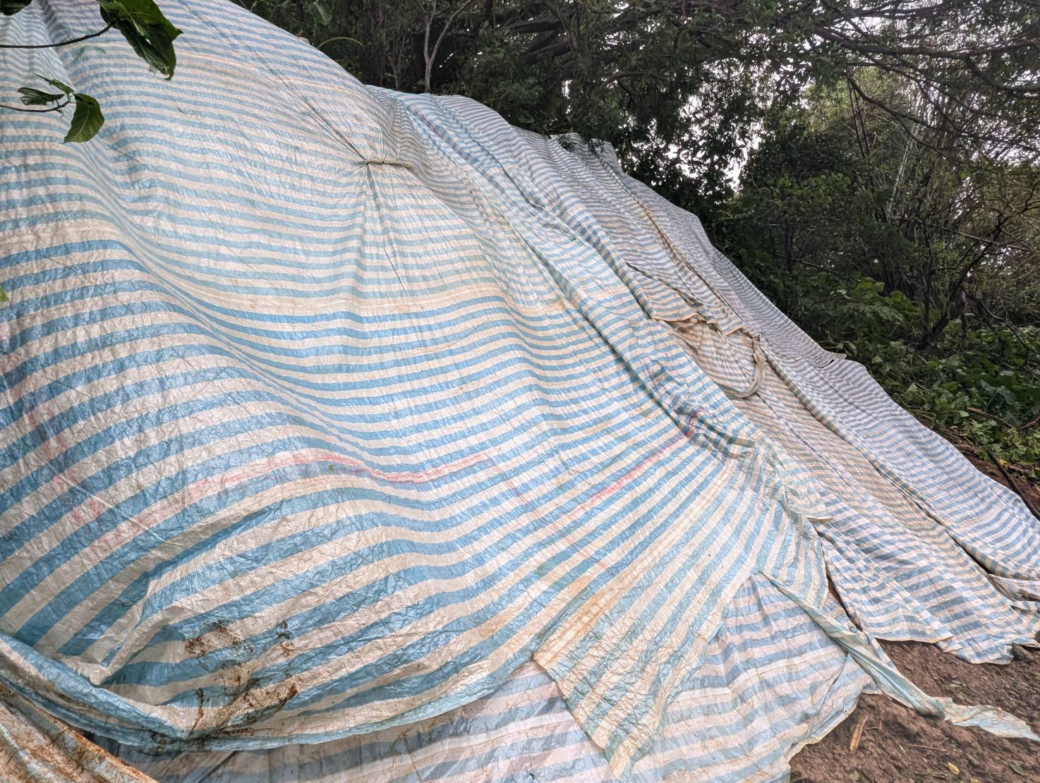  農業局已先行移除石塊並覆蓋帆布以免災害再次發生