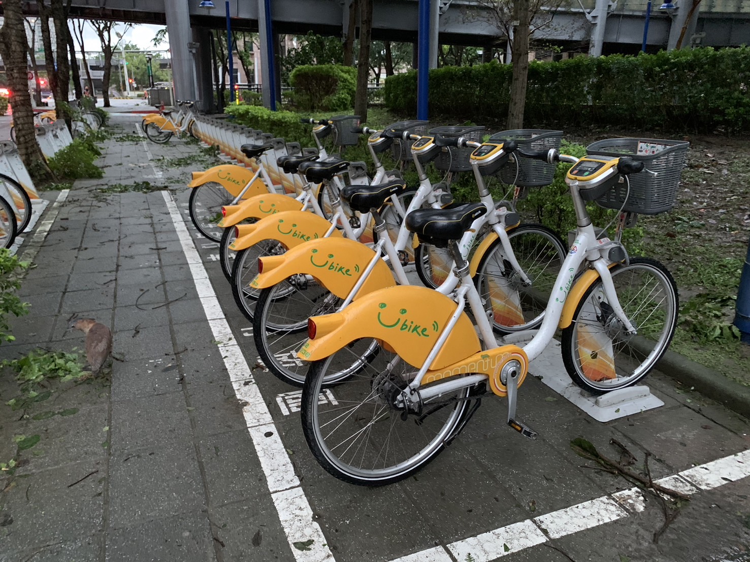 新北YouBike及共享運具 明(1)日早上4時起恢復營運