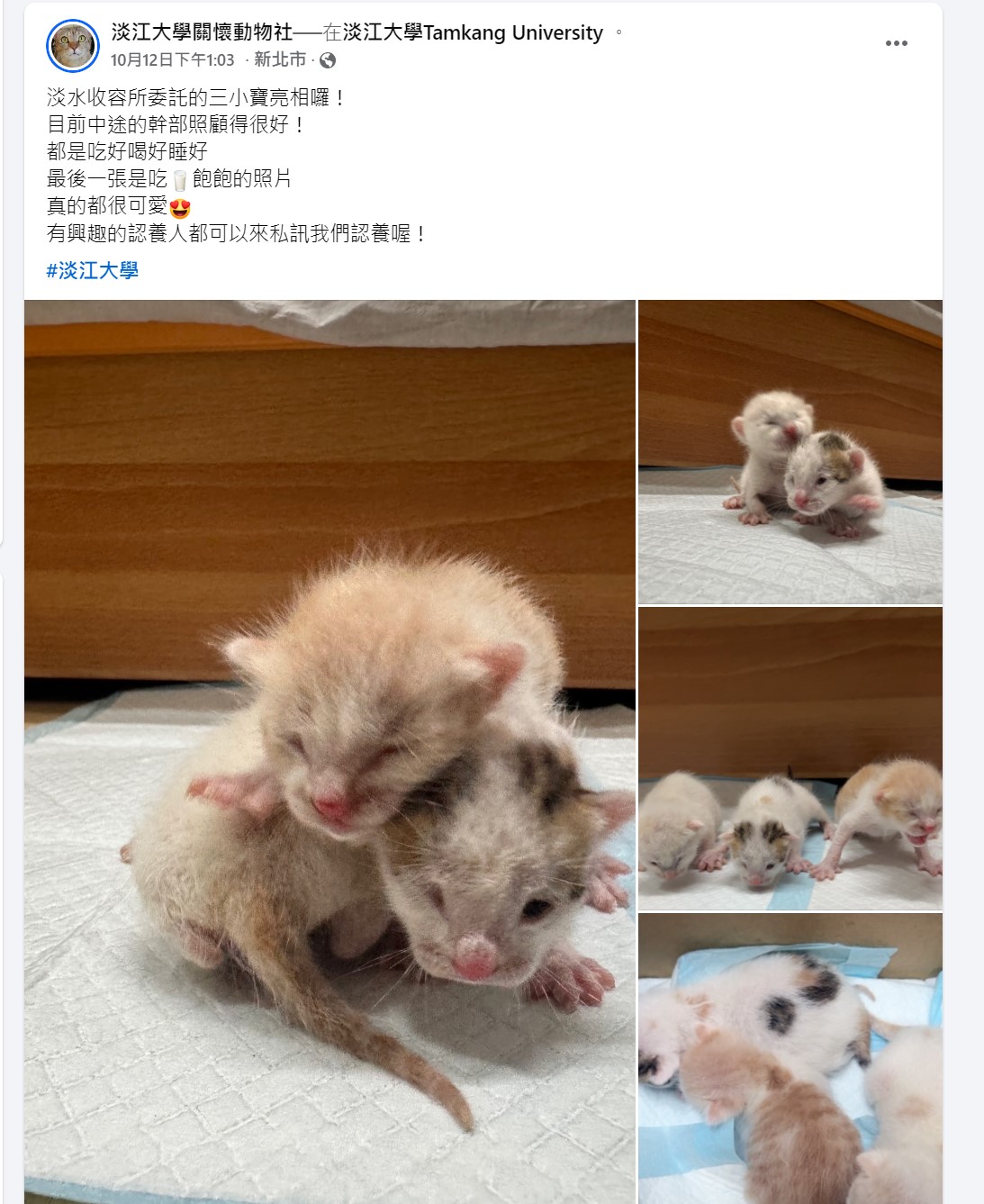 照顧小奶貓並協助認養