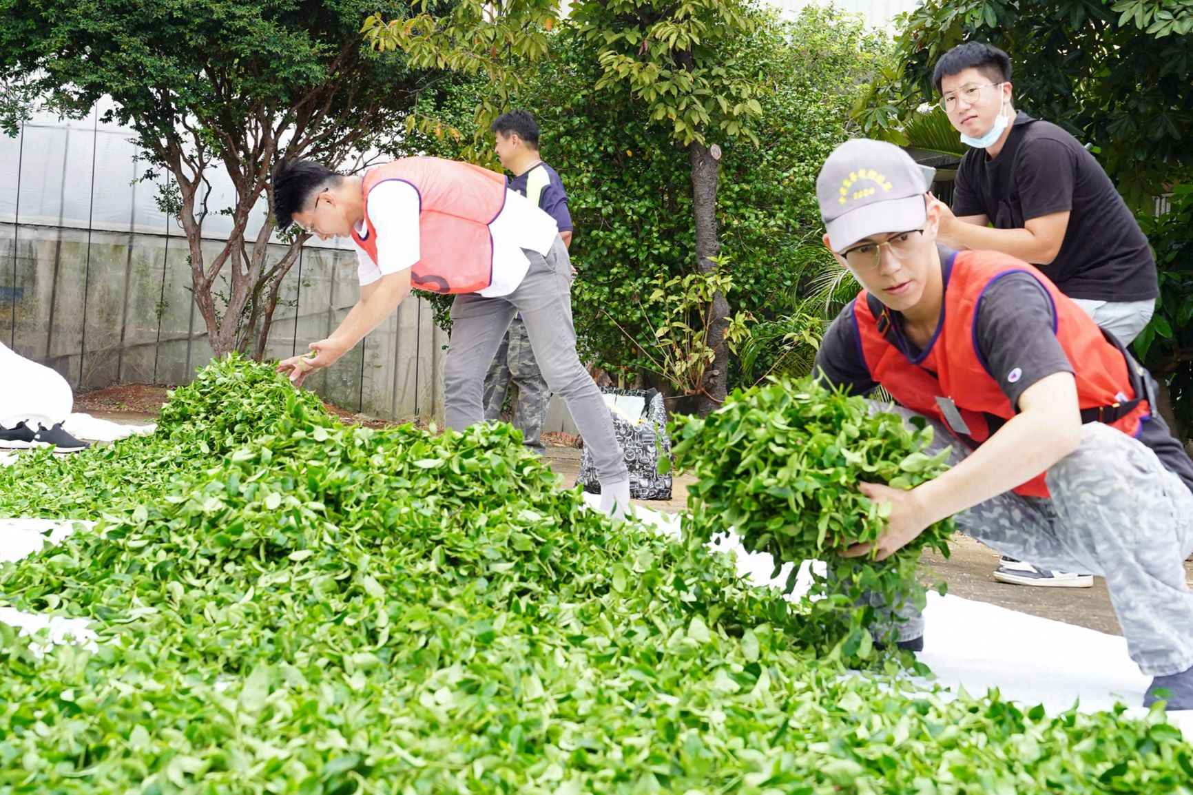 全國部分發酵茶製茶技術競賽亞軍白順楊、季軍白俊育，製茶第5代的坪林青農兄弟檔同場競技雙雙獲獎