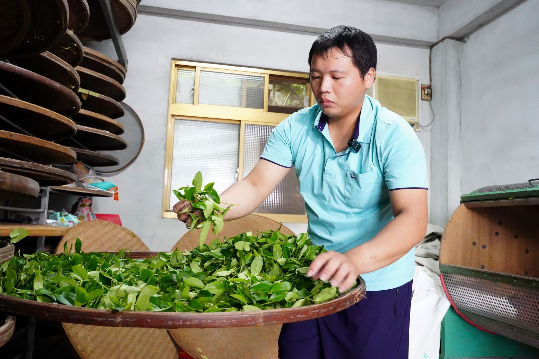  冠軍林哲宇透過少量輕柔的翻動來控制整體茶菁走水、發酵的均勻度