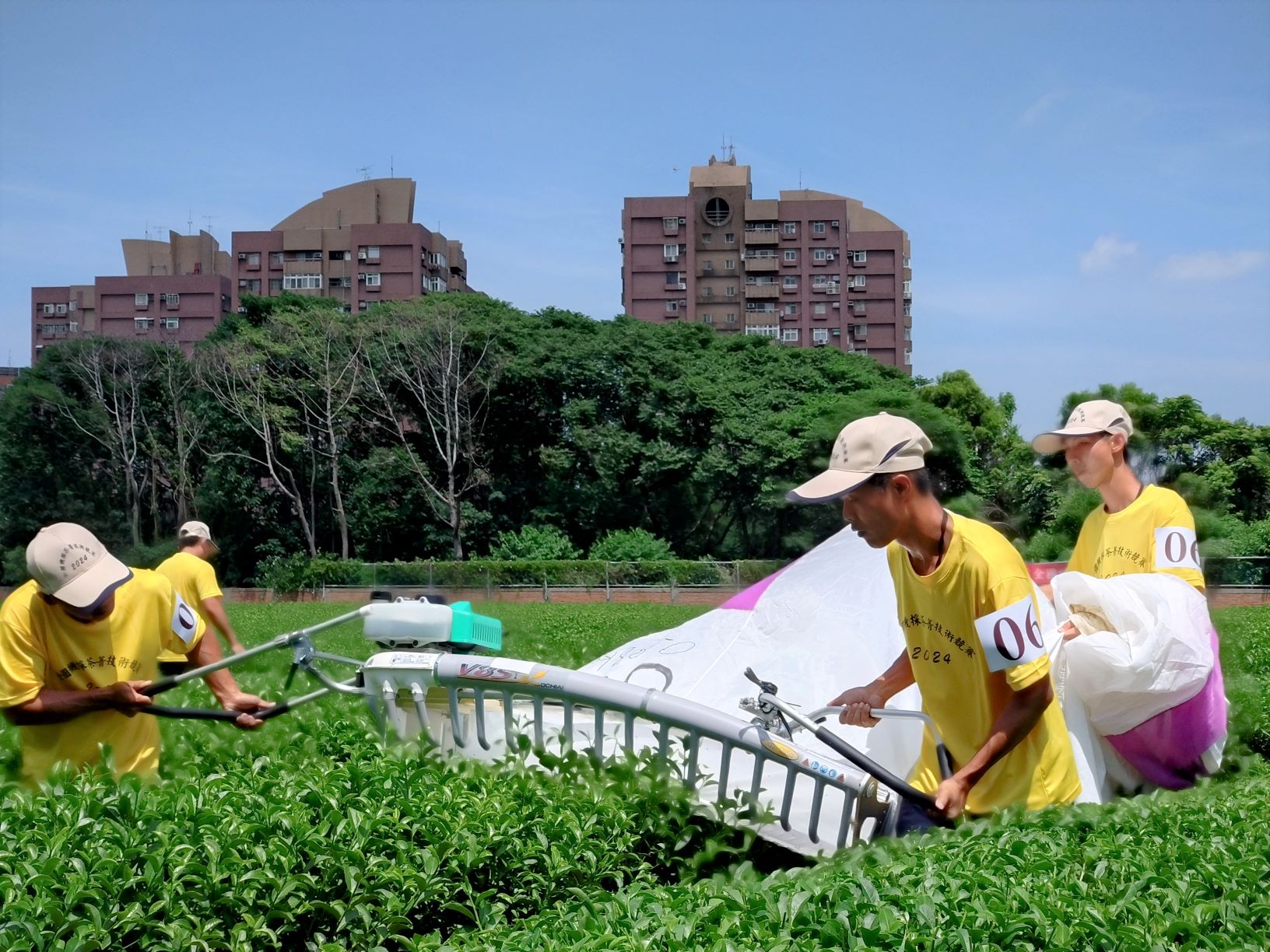  坪林區陳宥達、王盛翔及鄭佳宏奪下「全國機採茶菁技術競賽」新北首座冠軍