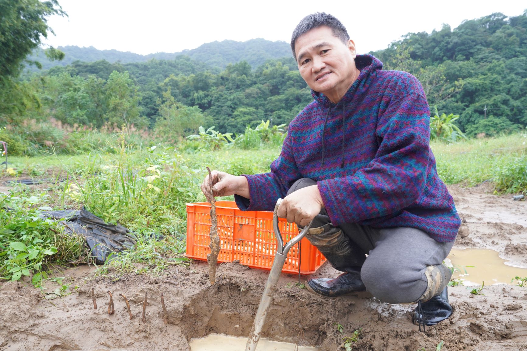  雙溪區來來有機農場呂瑞弘教導民眾親手挖掘山藥