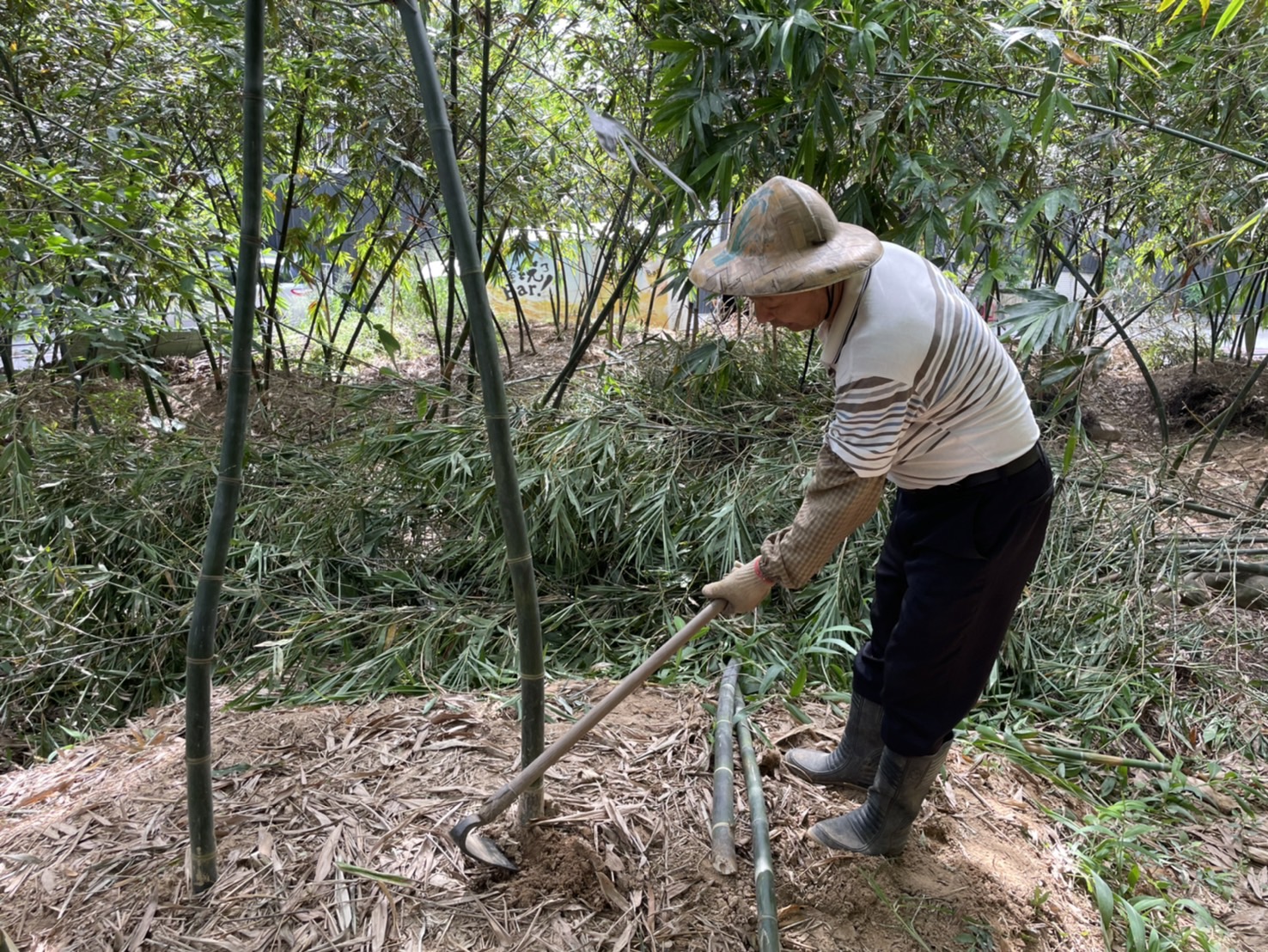  筍農為維持優良品質、提升生產力，每年休眠季節會將生產力較差的老竹疏伐，並栽植健康竹苗