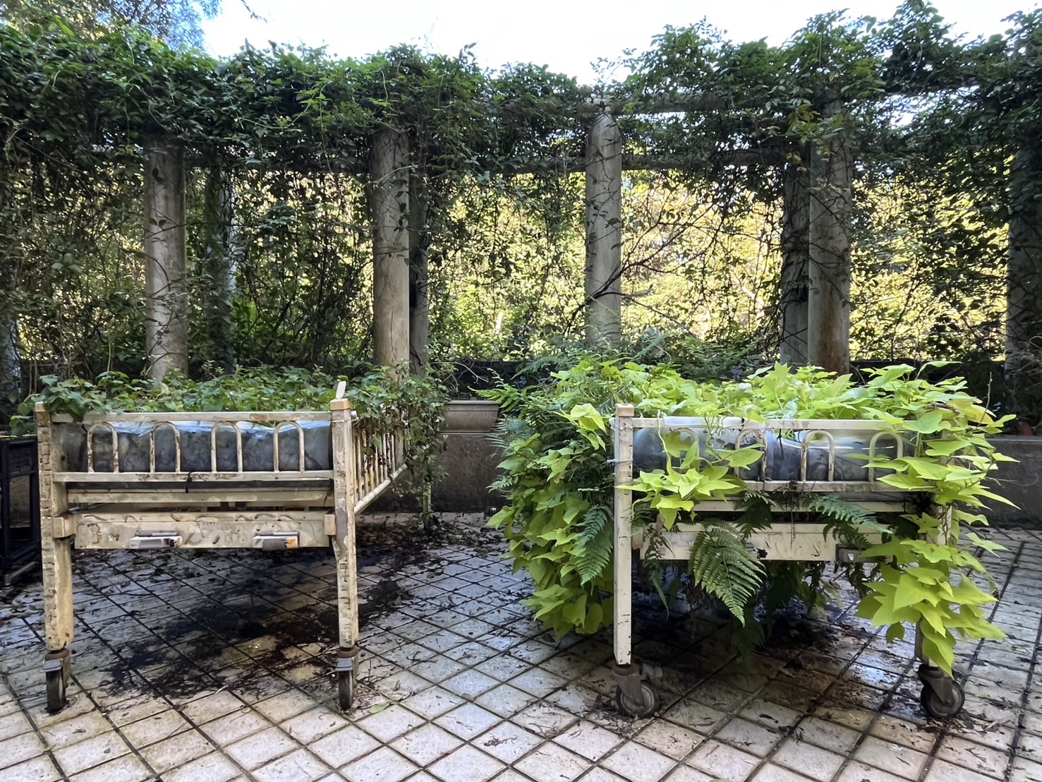 八里愛心教養院園藝 為了因應晴雨天 利用廢棄醫療床做成移動菜園