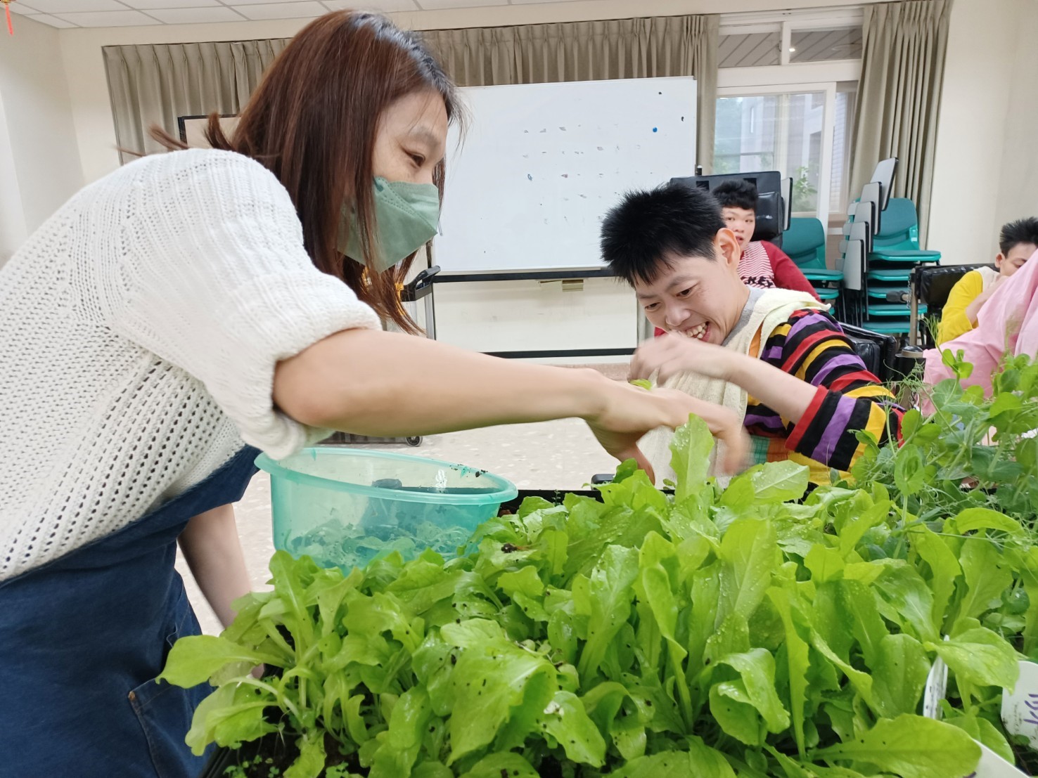 院生開心的採收尖葉萵苣（俗稱A菜）
