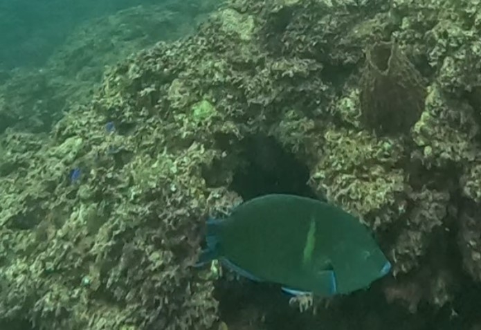 113年首度紀錄到青斑阿南魚