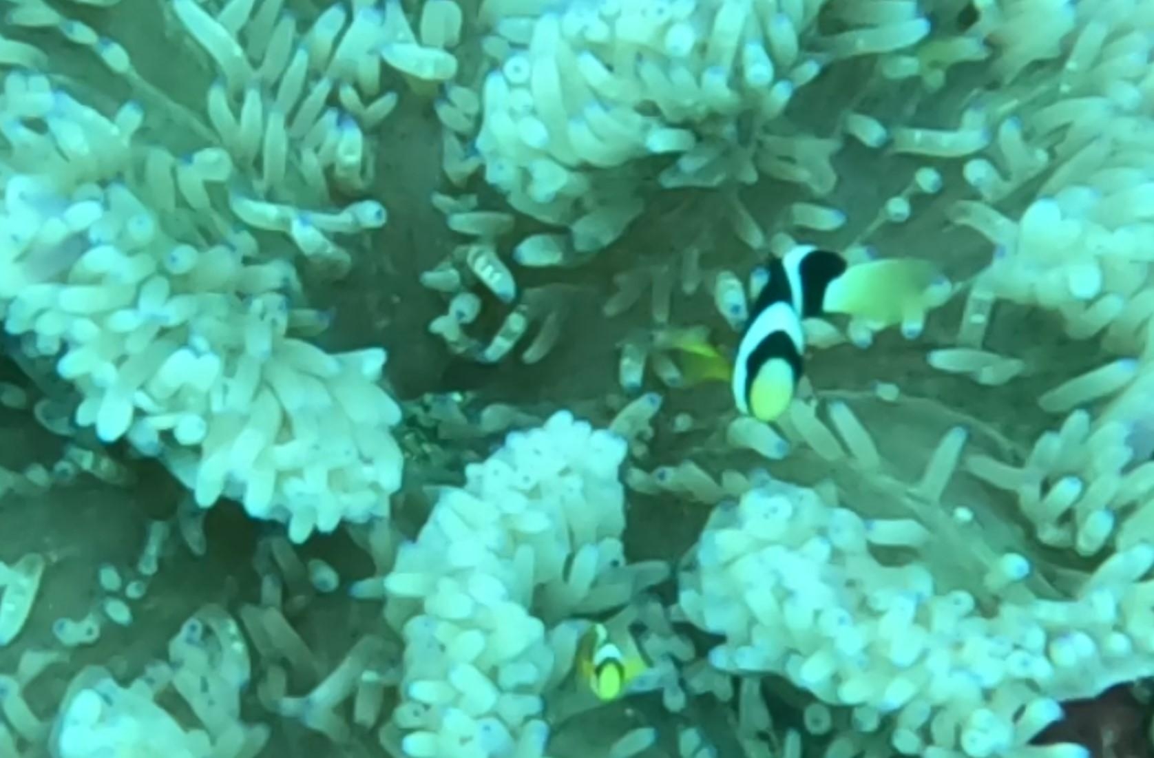 克氏雙鉅魚