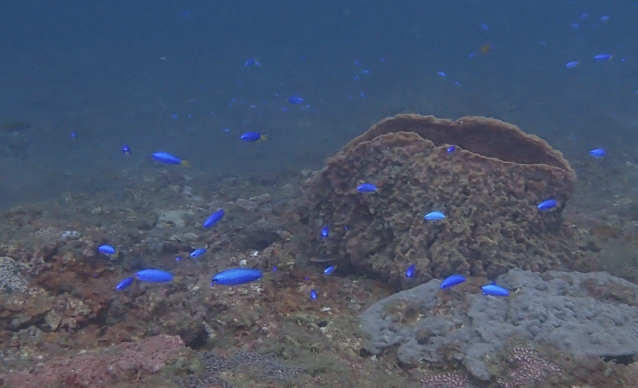 霓虹雀鯛為優勢魚種之一