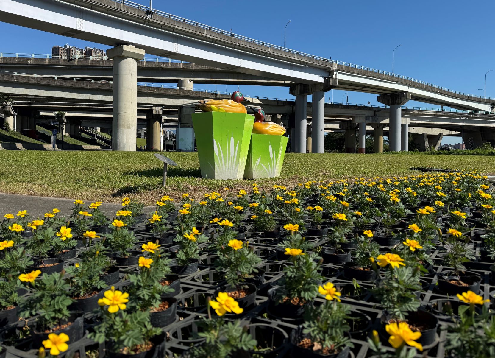 鴨鴨公園位於中興橋旁河濱公園，現場花卉已陸續布置