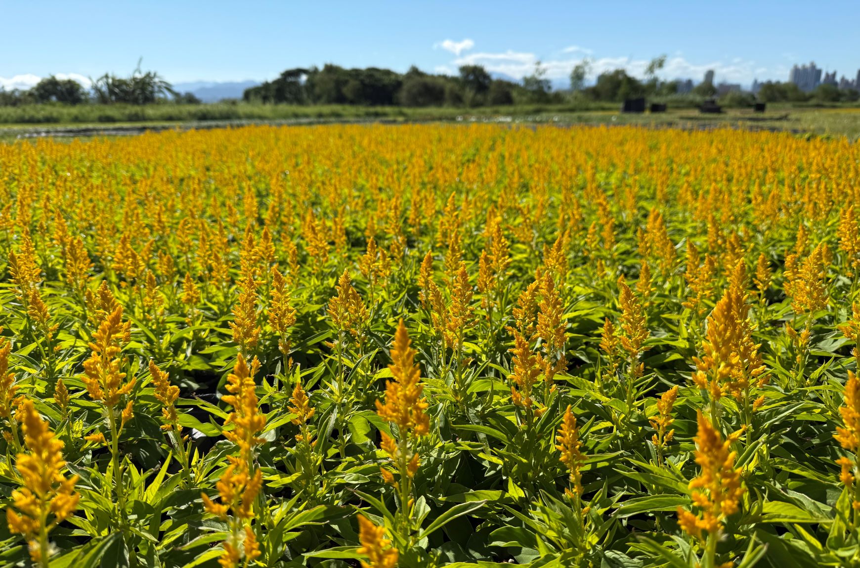  火焰雞冠等不同花卉為鴨鴨公園換上新妝