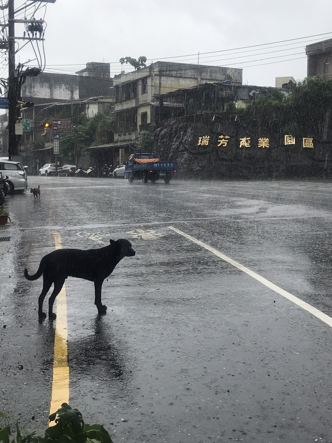 街頭浪犬