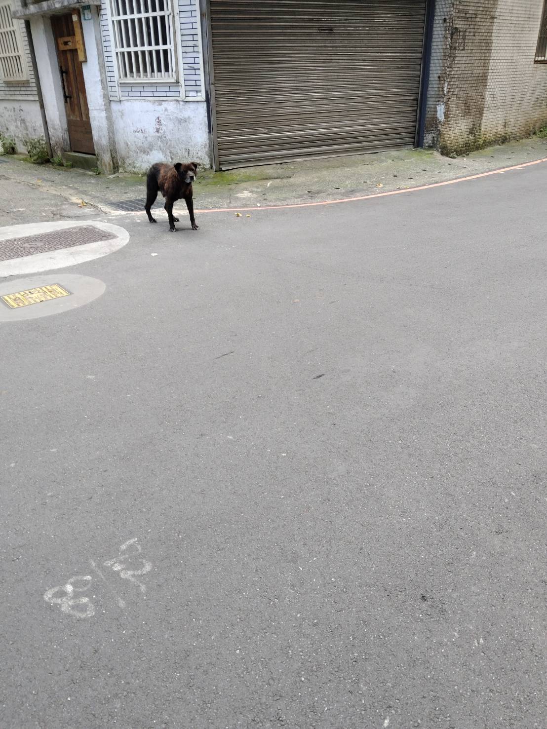 社區浪犬