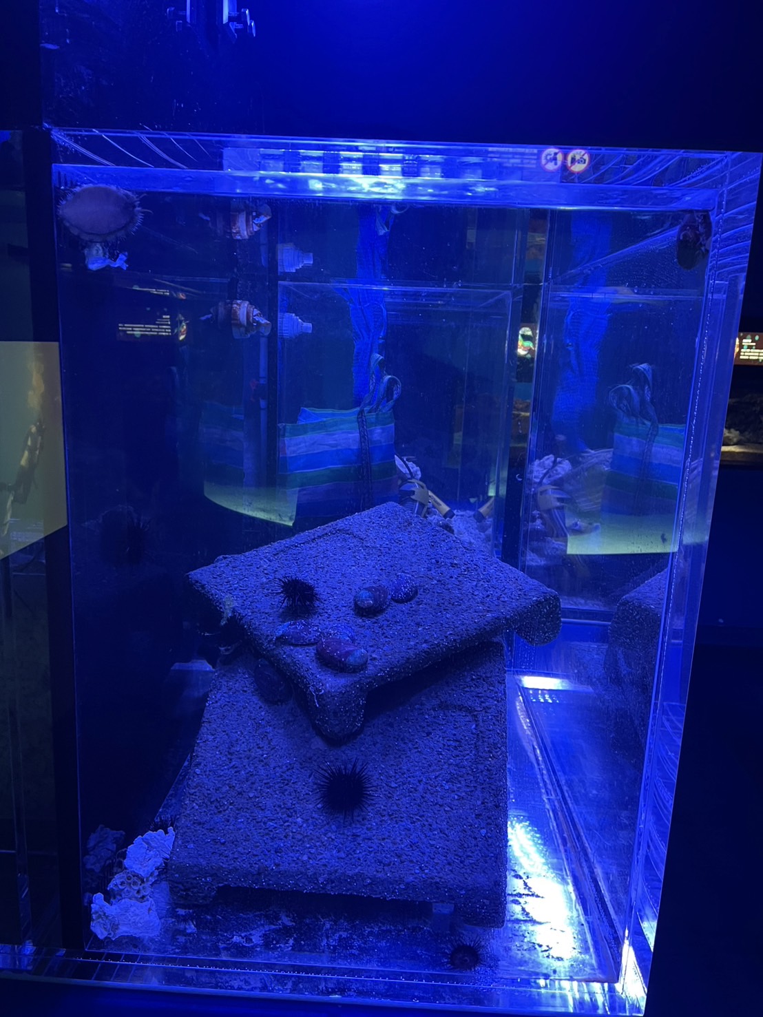 Xpark水族館合作展示東北角海域復育成果