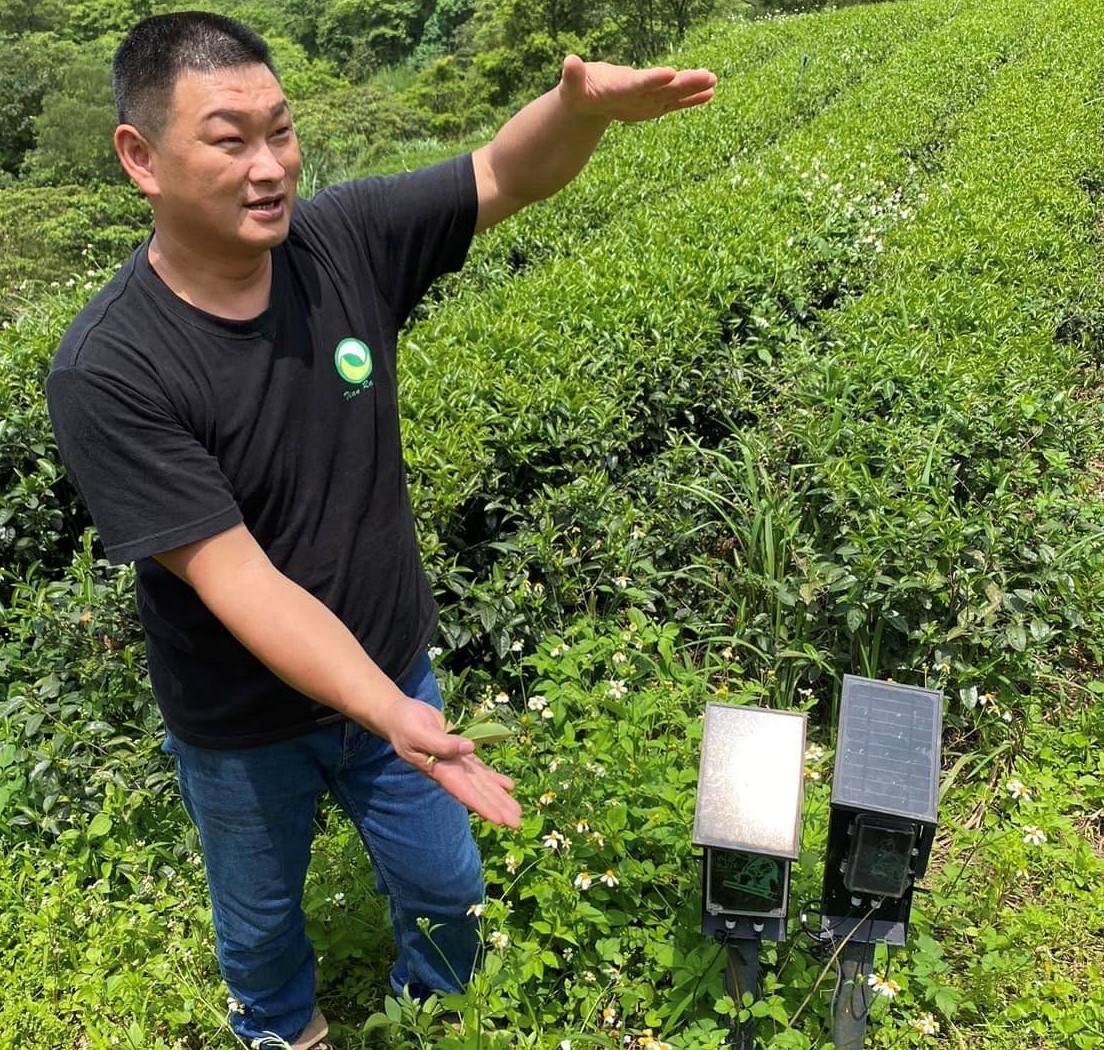  農業局輔導蔡旭志於以智慧科技管理茶園，蒐集數據分析出最適合茶樹生長的條件