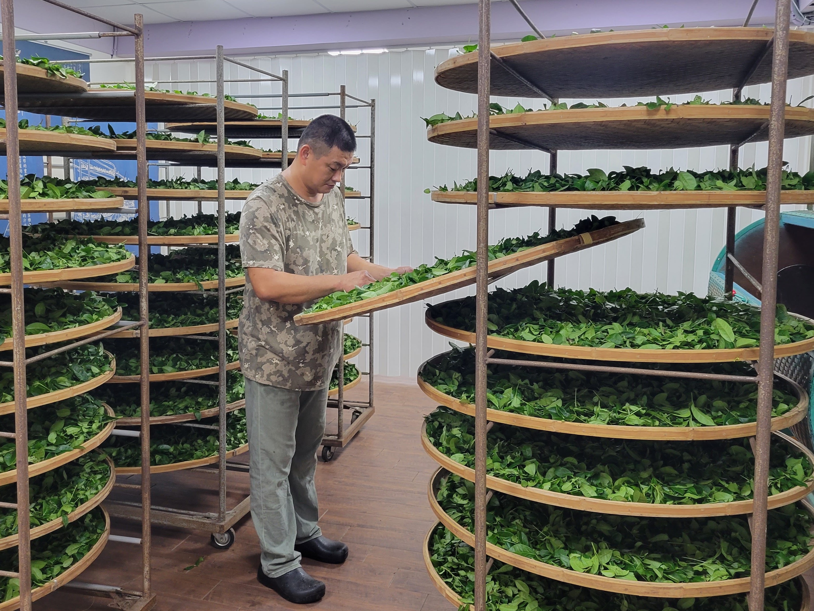  蔡旭志於汐止經營天然茶莊，茶園及製茶廠均獲有機驗證，且取得四星優質製茶廠