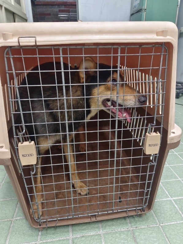 金牌剛救援顯得瘦弱