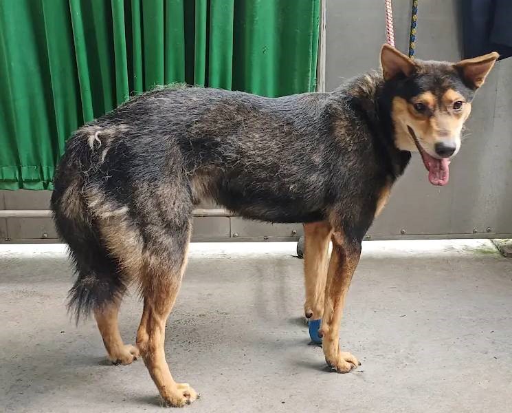 剛到動物之家的樣子