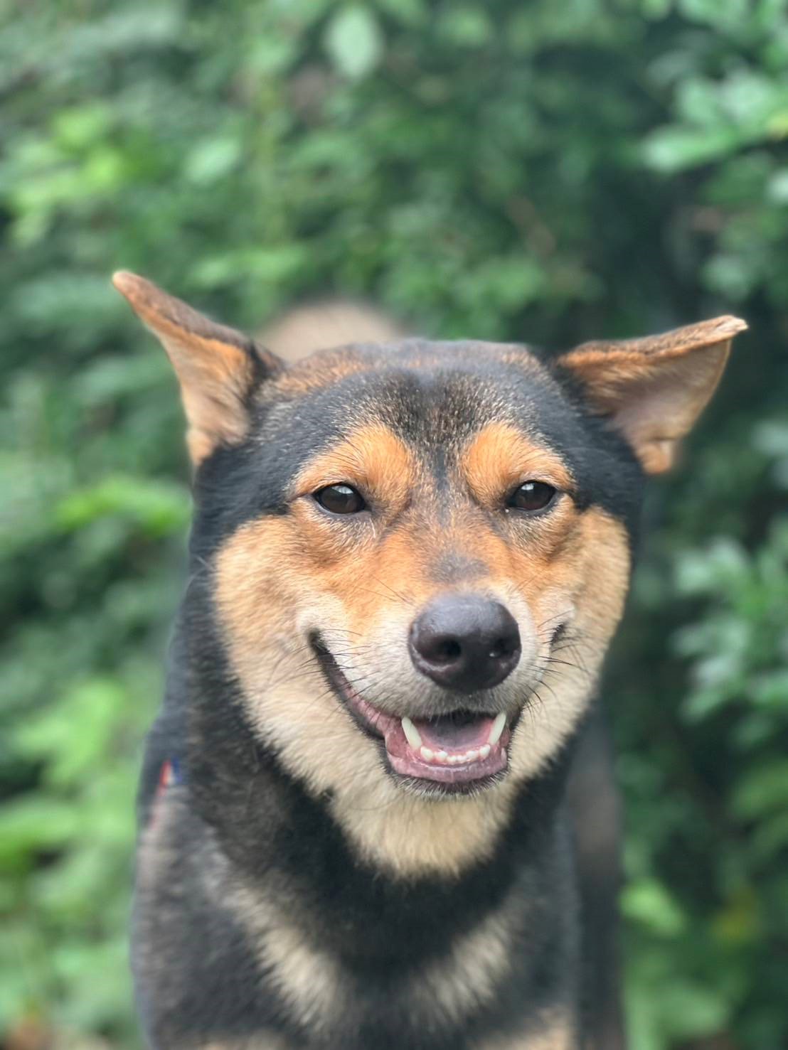 在動物之家逐漸適應